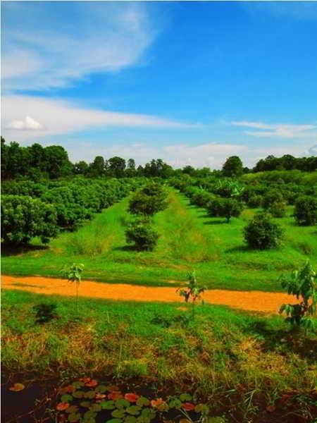 Therdthai Farm Boutique Hotel スコタイ エクステリア 写真